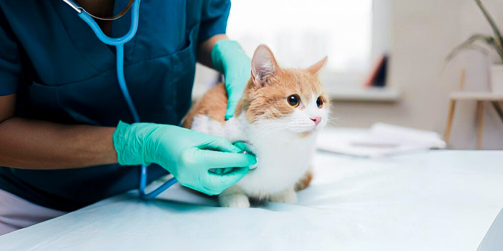 Beyond Veterinary Care: Dr. Jaime Klimsey Pickett’s Bold Vision for Operational and Clinical Leadership